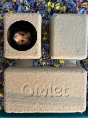 A hamster peeking out of the compostable hamster chamber hide