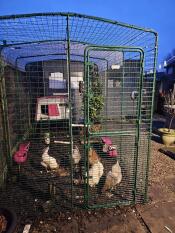 Chickens in their walk in run with eglu cube chicken coop.