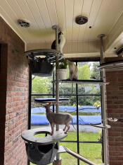 Cats using the outdoor freestyle cat tree.