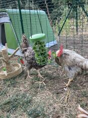 Two chickens enjoying pecking at a hanging peck toy.