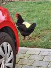 A chicken wearing the yellow high-vis chicken jacket.