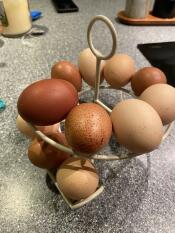 Eggs on the cream egg skelter