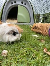 Two guinea pigs enjoying time in the run.