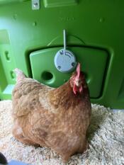 A chicken in the nesting box of the green Eglu Cube Chicken Coop.