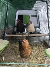 Omlet Green Eglu Cube Large Chicken Coop and Run with Chickens and Omlet Universal Chicken Perch