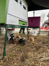 Chickens stood on hay beneath an elevated green Eglu Cube chicken coop