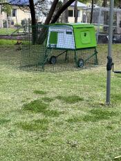 The green Eglu Cube chicken coop with run set up in a garden.