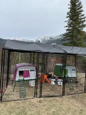 Two Eglu Cube chicken coops (one green and one purple) inside black mesh walk in chicken run in front of mountain.