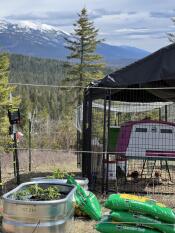 Purple Eglu Cube chicken coop inside a walk in run, in front of a mountain and forest background