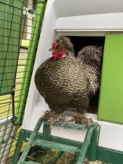 A cockerel sat on top of the Eglu Cube ladder.