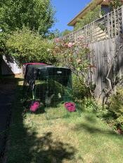 The purple Eglu Cube with run set up in the garden next to pink roses.