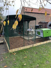 A green Eglu Cube chicken coop attached to a large walk in run.