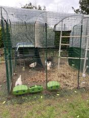 Chickens in the Walk In Chicken Run with the Eglu Cube chicken coop and Poletree set up.