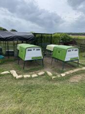 Two Green Eglu Cube Large Chicken Coops and Runs in Garden