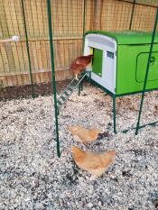 A chicken going into a chicken house - it's time for bed!