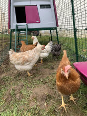 Chickens in the run of their purple Eglu Cube chicken coop.