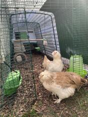 Chickens in their Eglu Cube chicken coop run set up with various accessories.