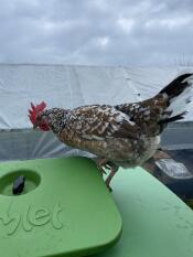 Close up of chicken stood on roof of green Eglu Cube chicken coop.