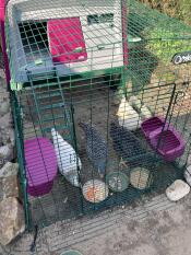 Chickens eating in the run of their Eglu Cube.