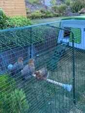 Chickens sitting on the Omlet Chicken Perch attached to the inside of their run.
