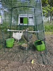 Chickens pecking in the run of their green Eglu Cube.