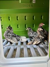 4 young Sebright chickens inside a green Eglu Cube chicken coop