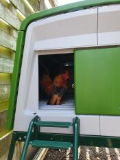 Close up of rooster inside a green Eglu Cube chicken coop.