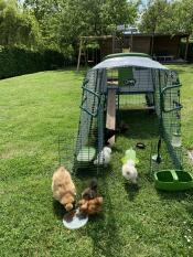 Chickens pecking the ground in front of their coop with run