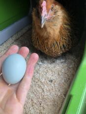 Chicken in Eglu Cube Large Chicken Coop with hand holding egg