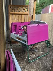 Man building a purple Eglu Cube chicken coop with roof not yet attached.