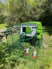 Chickens in the run of their Eglu Cube chicken coop.