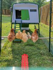 Chickens on a wooden perch in their eglu cube run.