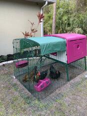 Purple Eglu Cube Large Chicken Coop and Run with three chickens