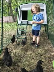 A child spending time with his chickens in the Eglu Cube run.