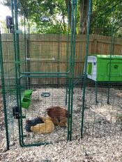 Chicken waiting to be let out to play!