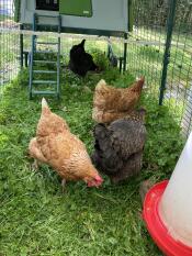 Hens grazing in front of green Eglu Cube chicken coop inside the attached run