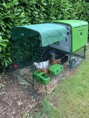 The Eglu Cube Mk2  with 4 chickens