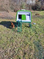 A chicken stood by the green Eglu Cube.