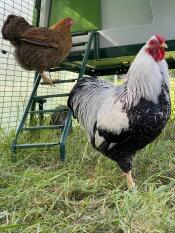 Two chickens going back to their coop using the ladder