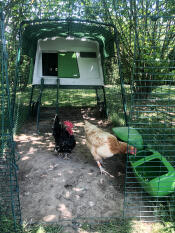 two chickens inside a run with a cube chicken coop