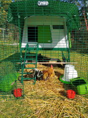 Omlet Green Eglu Cube Large Chicken Coop and Run with chickens