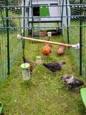 Chickens in their Eglu Cube run with caddis, pendant peck toys and perches.