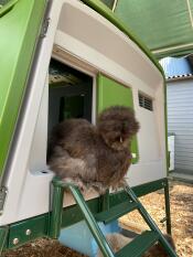 fluffy grey chicken at the door of a cube chicken coop