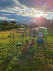 Four chickens in their run attached to a green chicken coop, in the Australian mountains