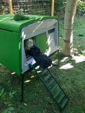 A chicken walking down the ladder of an Eglu Cube Mk2 Coop.