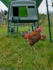 Two chickens enjoying the grass inside their run