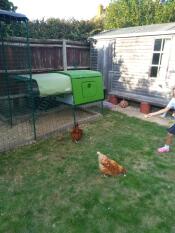 The chickens love their Cube! And so do I!