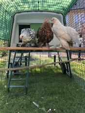 three chickens on a wooden perch stoof in front of a large green cube chicken coop in a run with covers over it