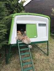 Chickens perching on the entrance of a chicken house.