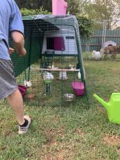 A man opening the door on the chicken coop.